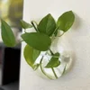 Terrarium mural en verre pour plantes, conteneur, Station de Propagation, Vases à fleurs muraux, Terrarium pour plantes à Air, – Image 5